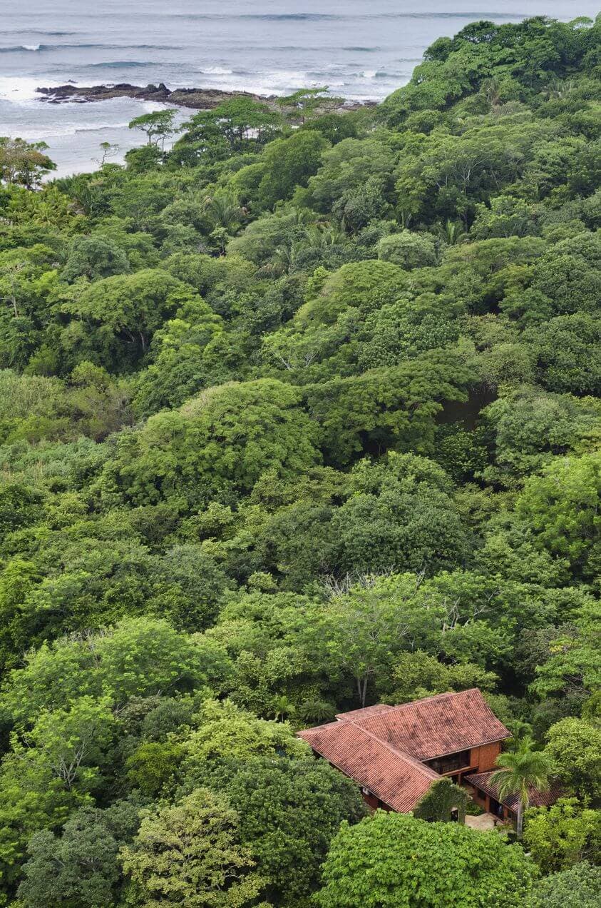 Barrigona in Costa Rican Jungle
