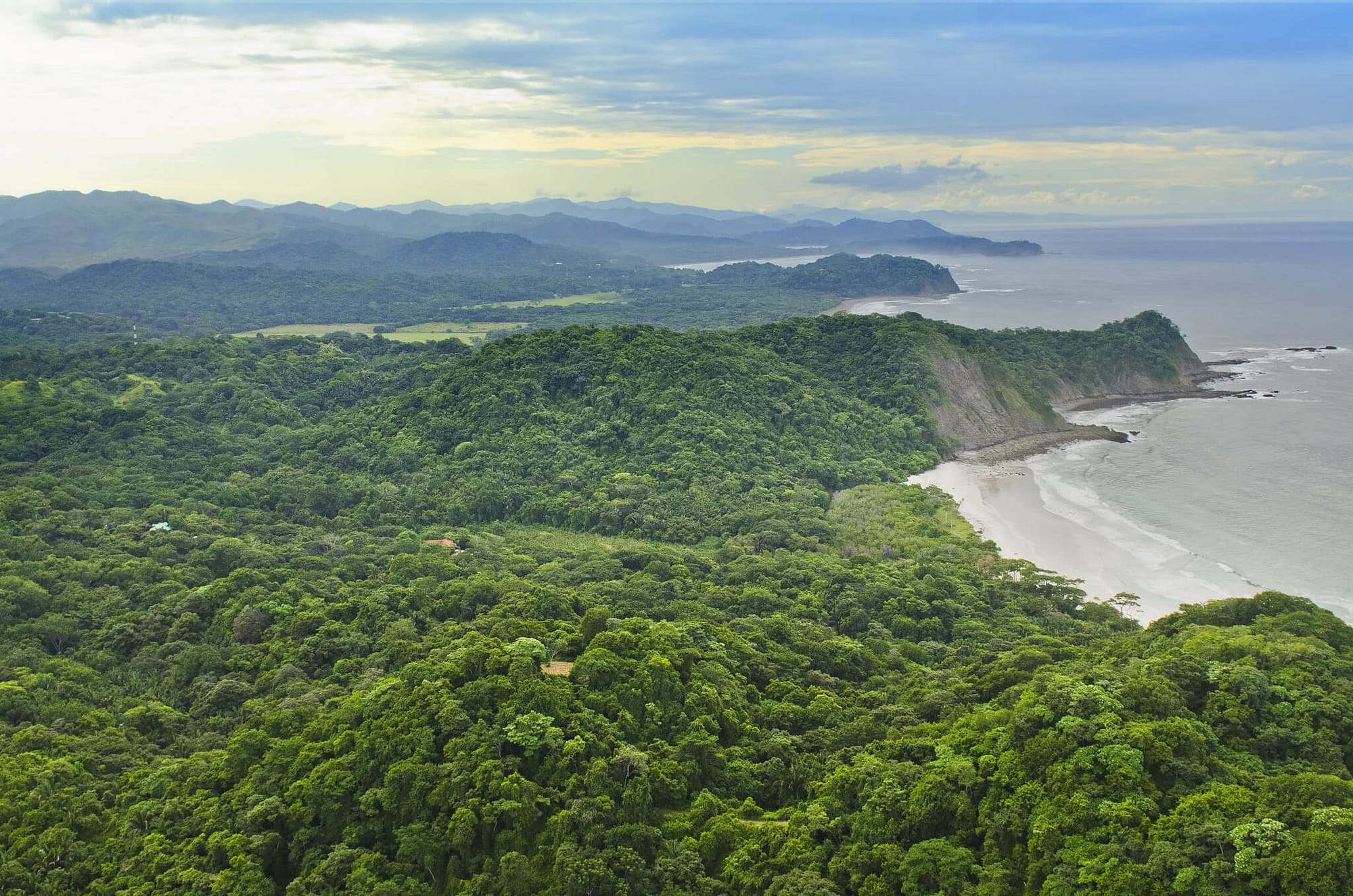 Barrigona Costa Rica Jungle